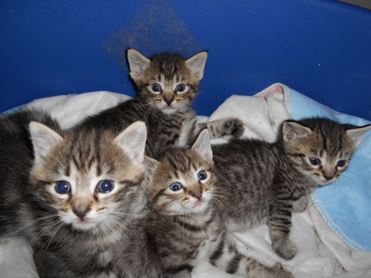 Group Of Egyptian Mau Kittens Picture