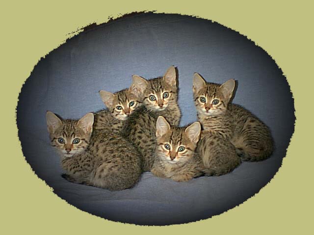 Group Of Egyptian Mau Kittens Sitting