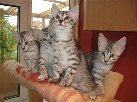 Group Of Egyptian Mau Kittens