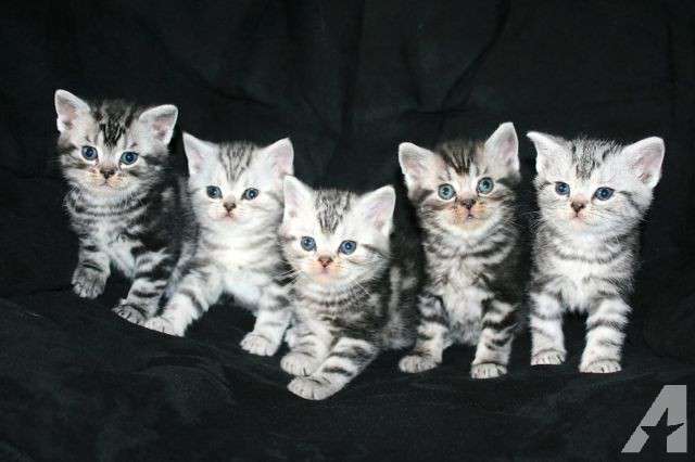 Group Of Grey Tabby American Shorthair Kittens Picture