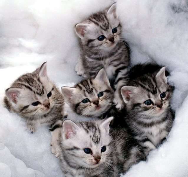Group Of Grey Tabby American Shorthair Kittens