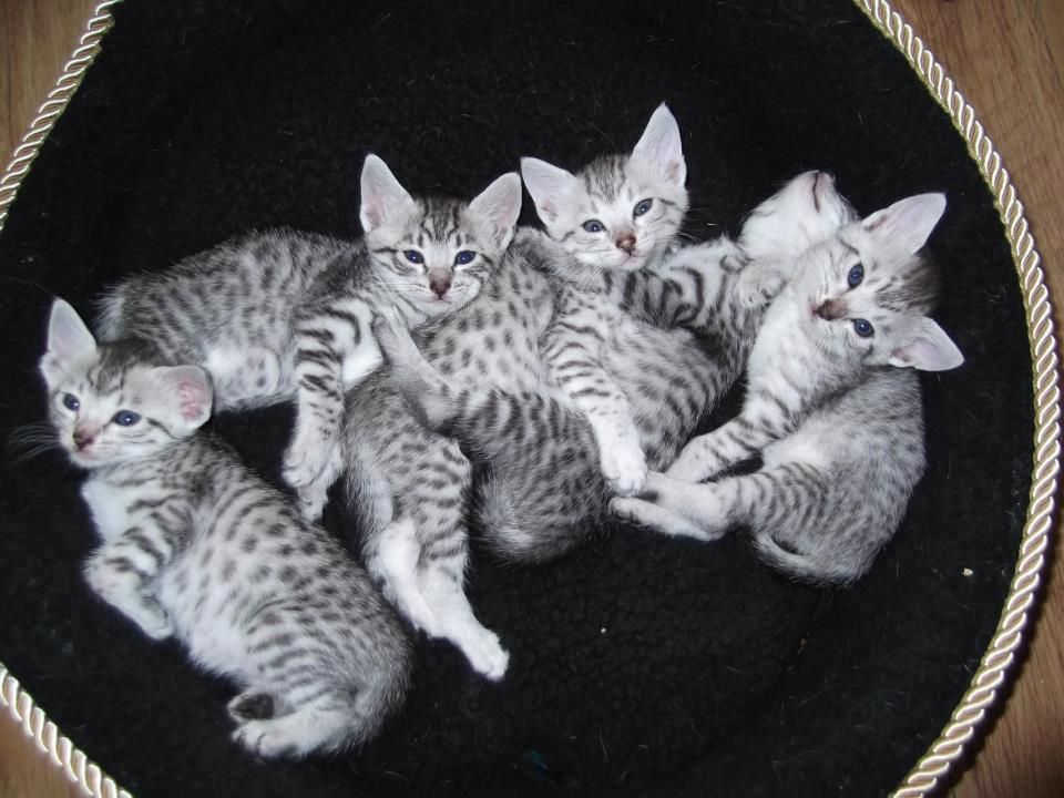 Group Of Silver Egyptian Mau Kittens Looking Up