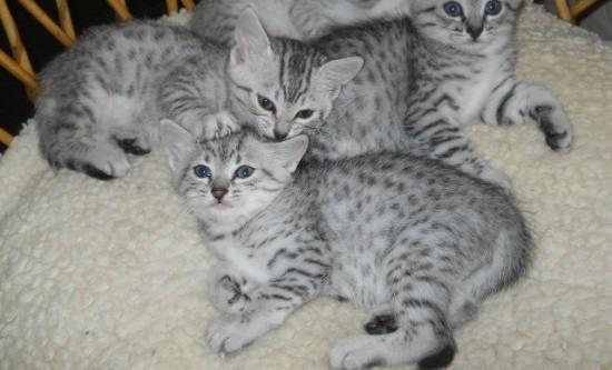 Group Of Silver Egyptian Mau Kittens