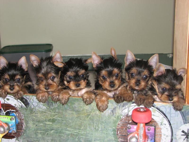Group Of Yorkshire Terrier Puppies Photo