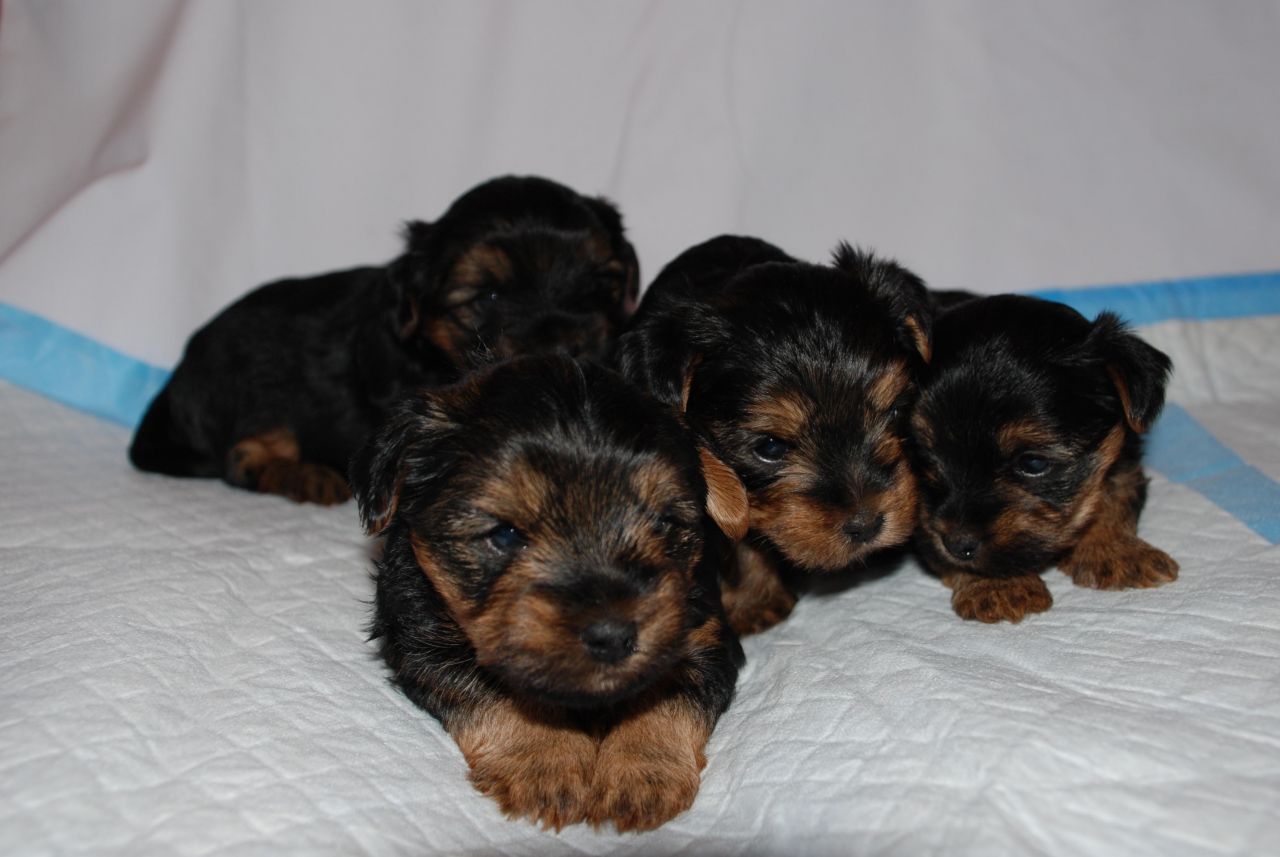 Group Of Yorkshire Terrier Puppies Picture