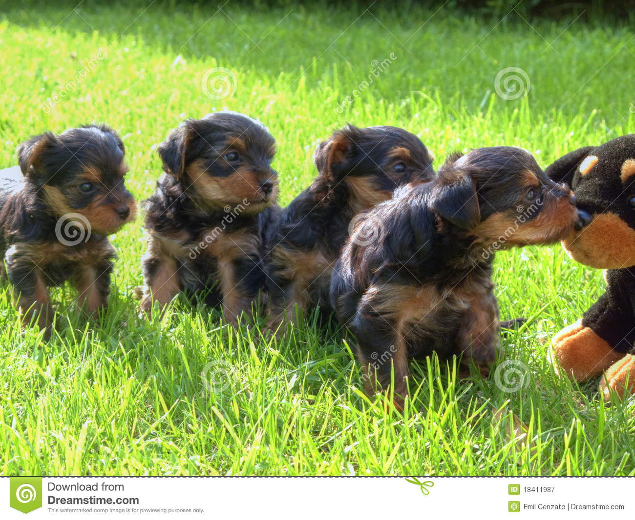 Group Of Yorkshire Terrier Puppies Sitting On Grass