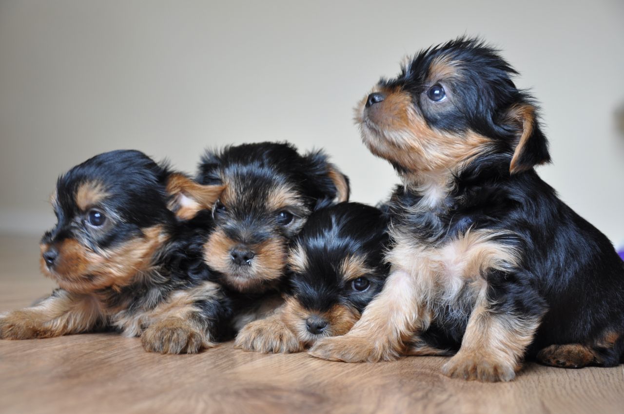 Group Of Yorkshire Terrier Puppies