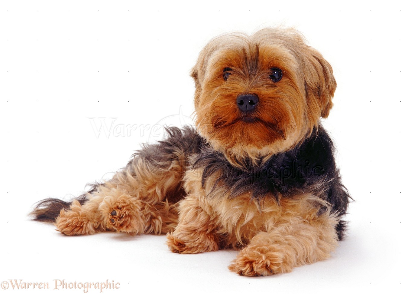Hairy Yorkshire Terrier Dog Sitting