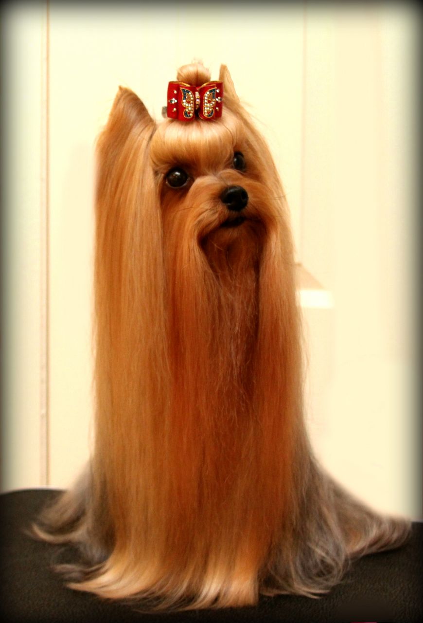 Long Hair Yorkshire Terrier Dog Sitting Photo