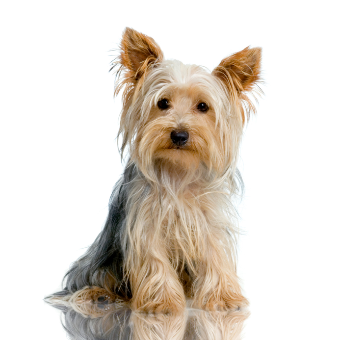 Long Hair Yorkshire Terrier Dog Sitting Picture