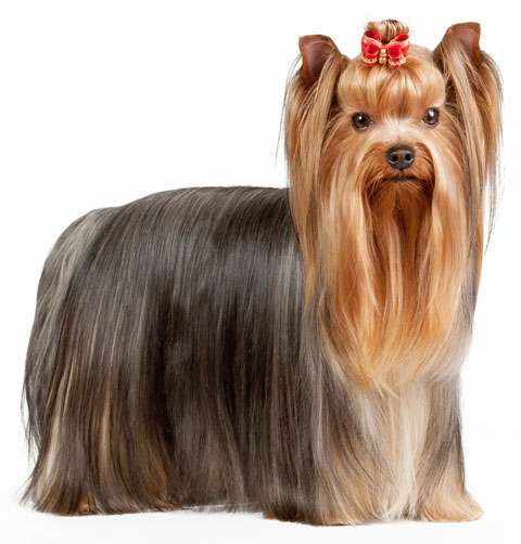 Long Silky Hair Yorkshire Terrier Dog