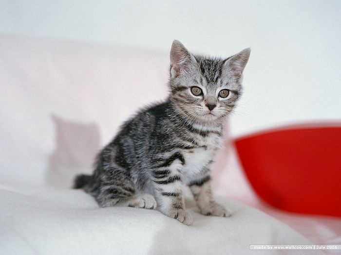 Lovely Tabby American Shorthair Kitten Sitting