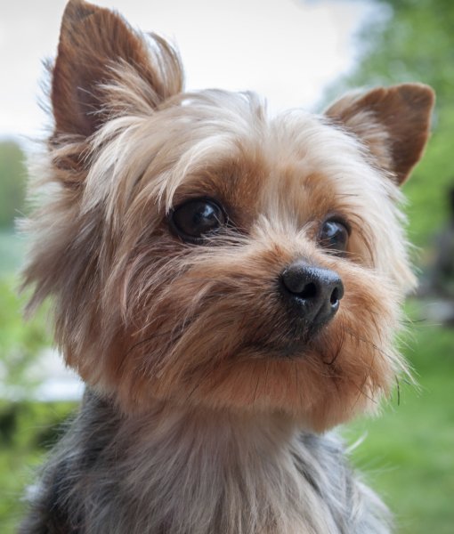 Lovely Yorkshire Terrier Puppy Face Closeup