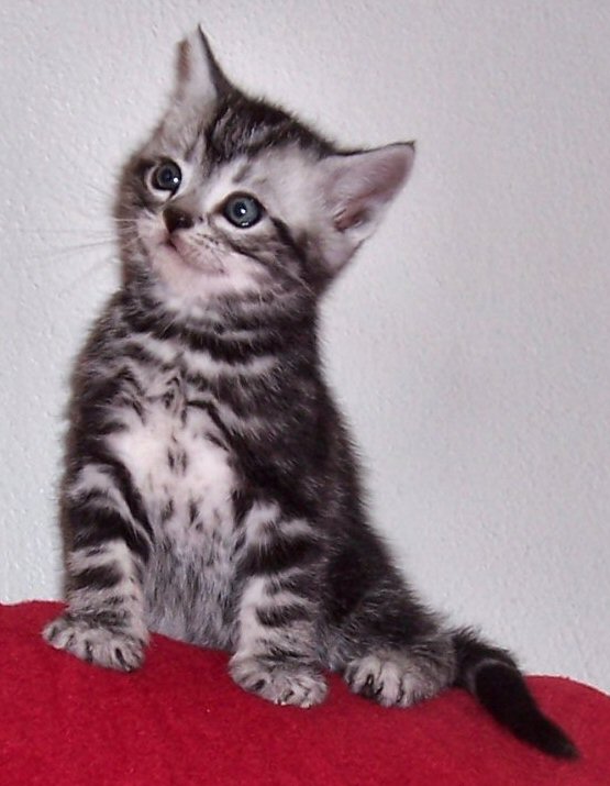Miniature American Shorthair Kitten