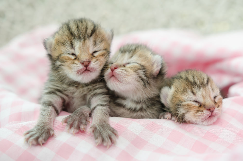 New Born American Shorthair Kitten Picture