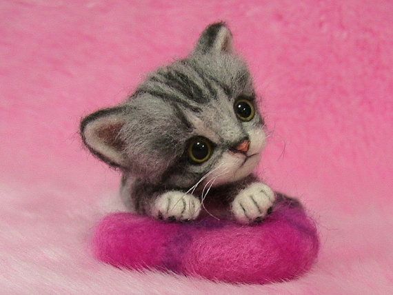 New Born American Shorthair Kitten