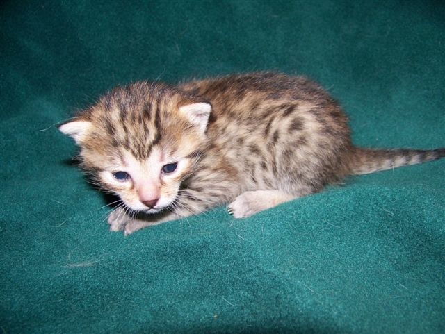 New Born Egyptian Mau Kitten