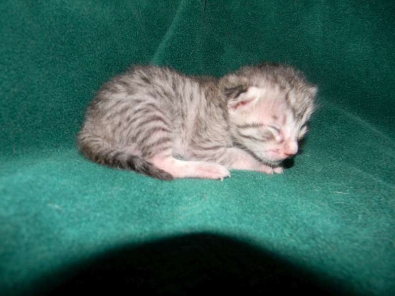 New Born Silver Egyptian Mau Kitten Sleeping