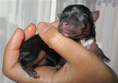 Newborn Yorkshire Terrier Puppy In Hand