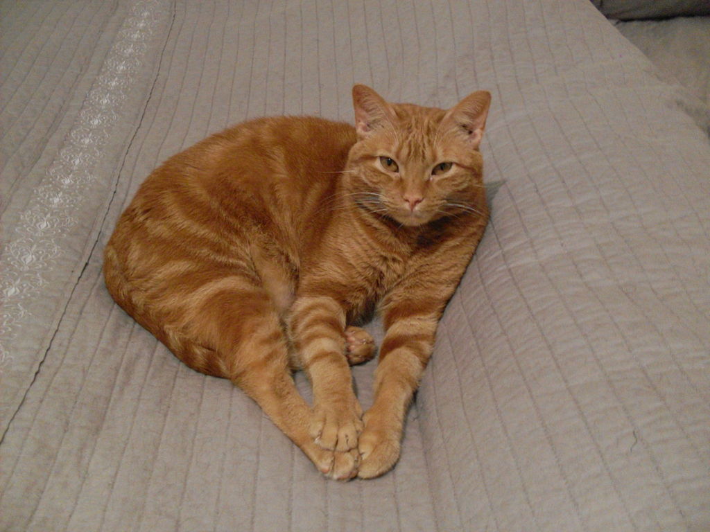 Orange American Shorthair Cat Laying On Bed