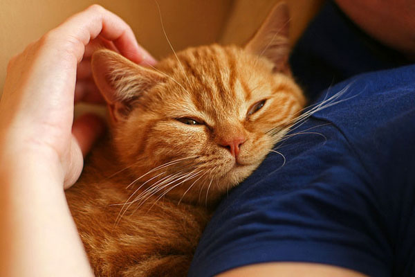 Orange American Shorthair Cat Photo