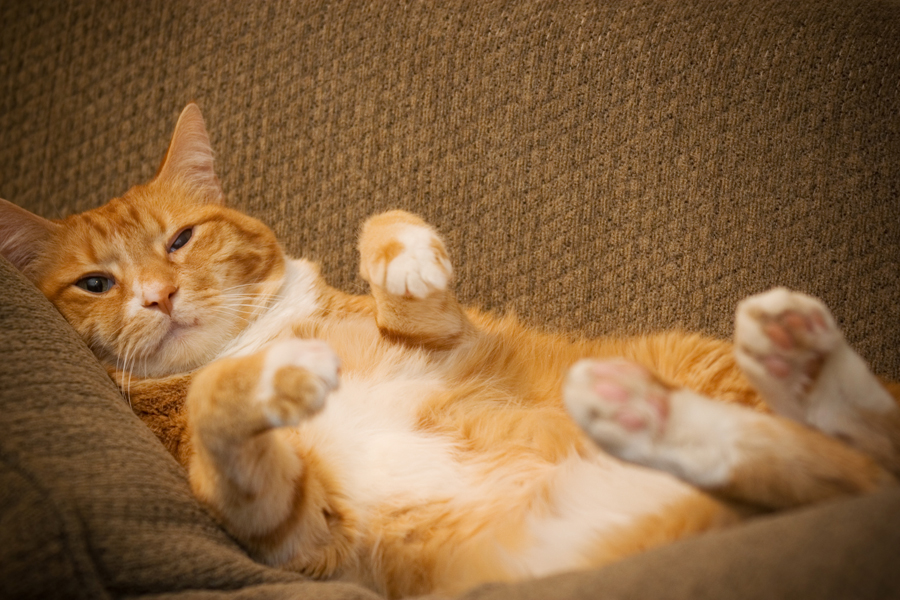 Orange American Shorthair Cat Relaxing