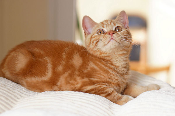 Orange American Shorthair Cat Sitting On Bed