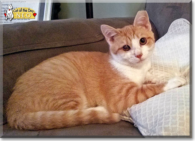 Orange American Shorthair Cat Sitting On Sofa