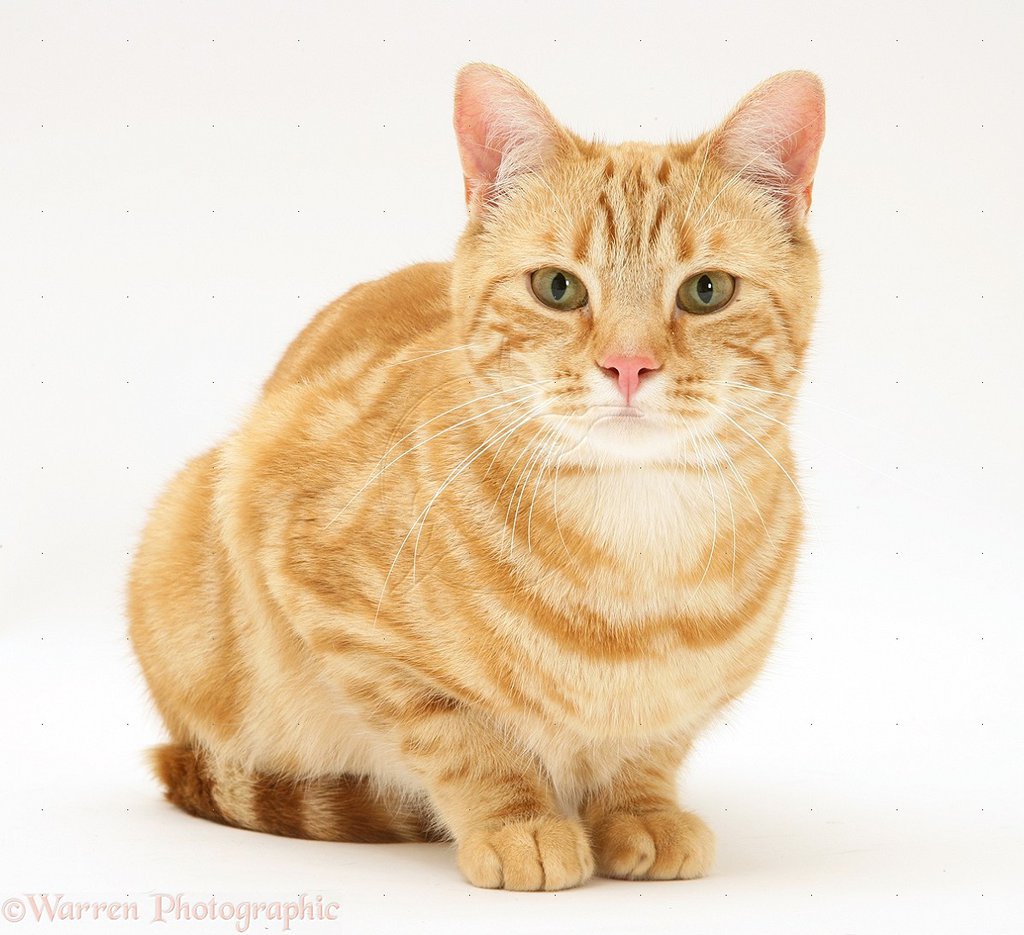 Orange American Shorthair Cat Sitting