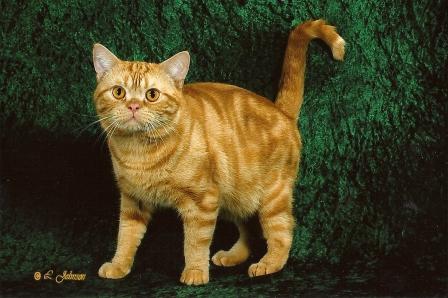 Orange American Shorthair Cat