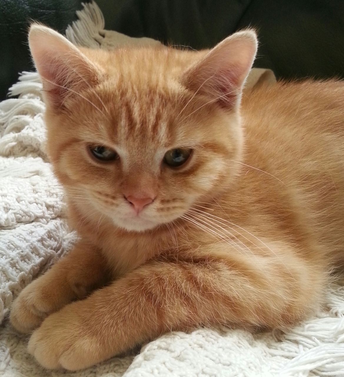 Orange American Shorthair Kitten