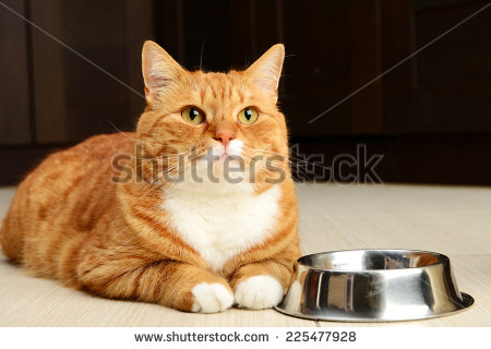 Orange And White American Shorthair Cat Sitting
