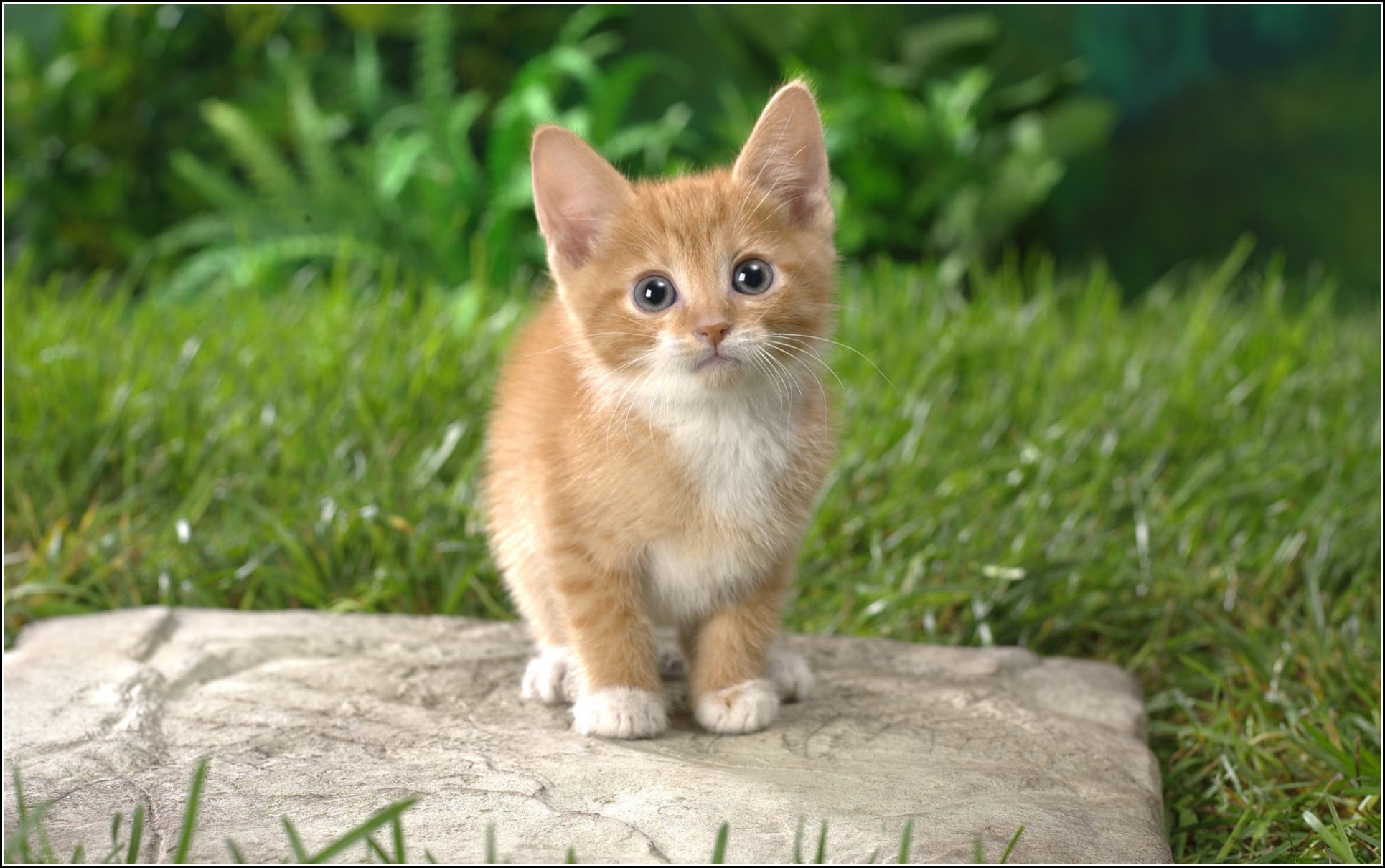 Orange And White American Shorthair Kitten
