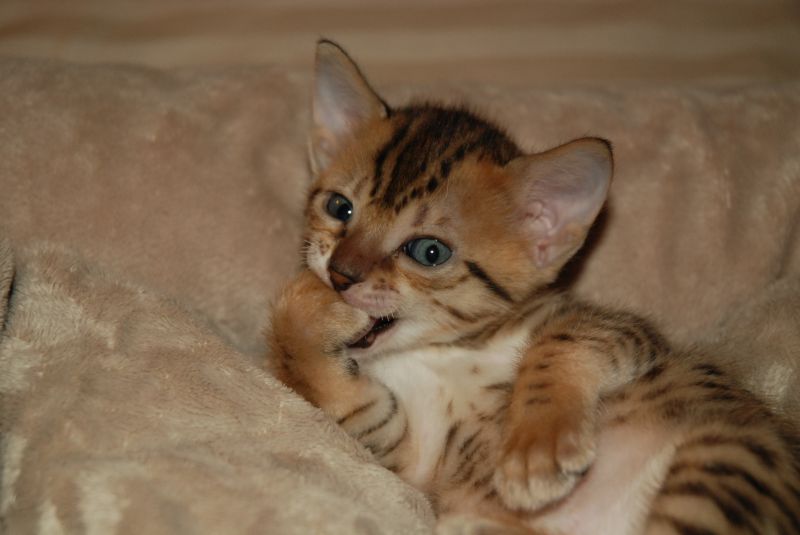 Orange Egyptian Mau Kitten