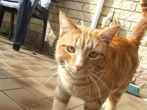 Orange Tabby American Shorthair Cat