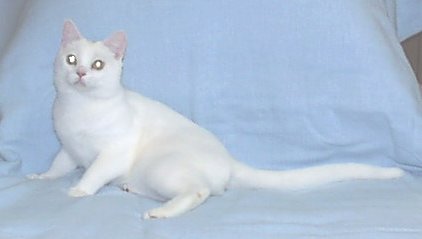 Pure White American Shorthair Cat Sitting