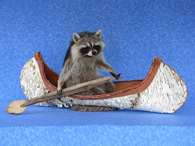 Raccoon Canoeing Funny Picture