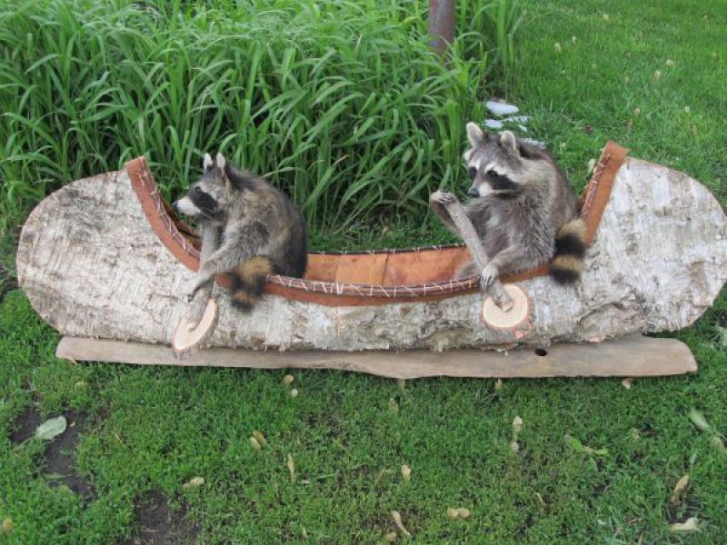 Raccoons Funny Canoeing Picture
