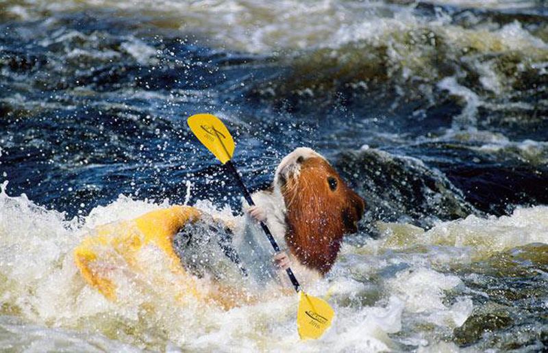 Rat Funny Canoeing Picture