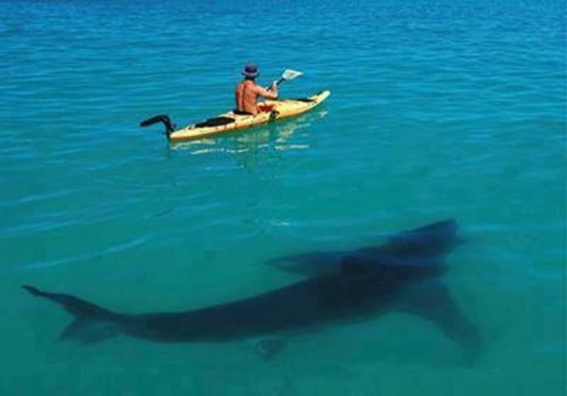Shark Shadow Funny Canoeing Picture