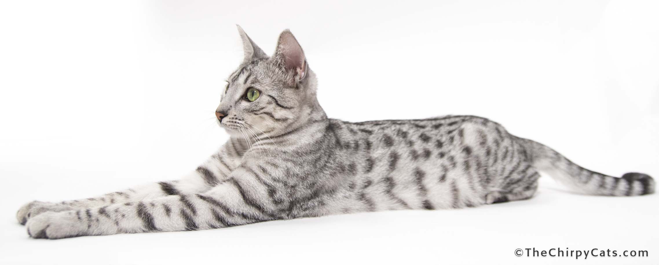 Silver Egyptian Mau Cat Sitting