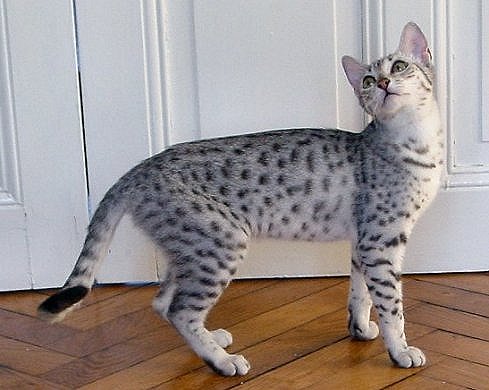 Silver Egyptian Mau Cat Standing