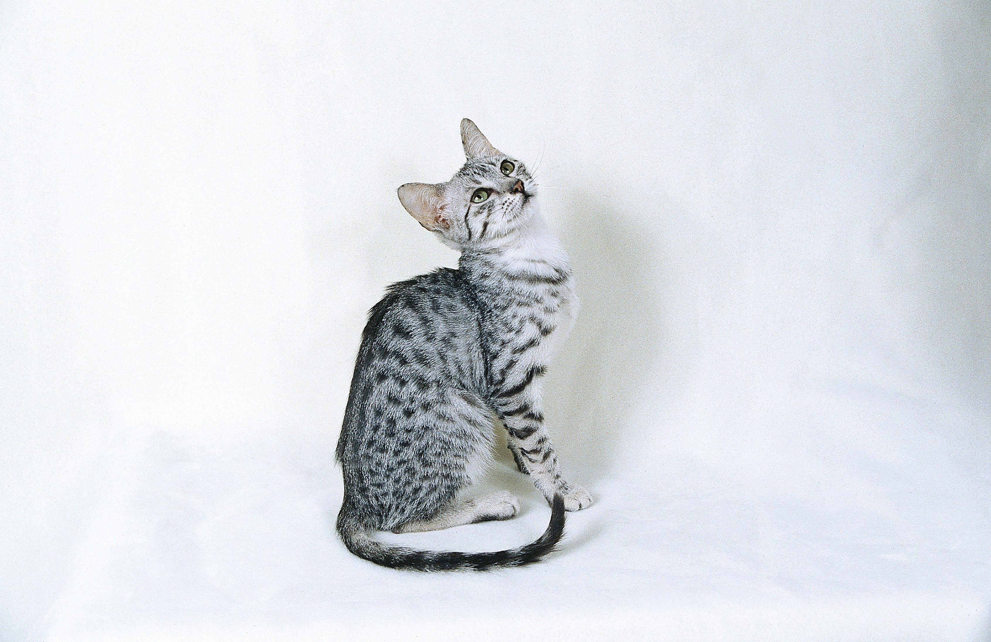 Silver Egyptian Mau Cat