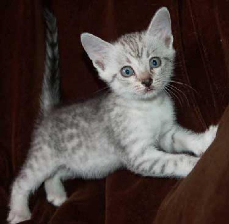Silver Egyptian Mau Kitten Picture