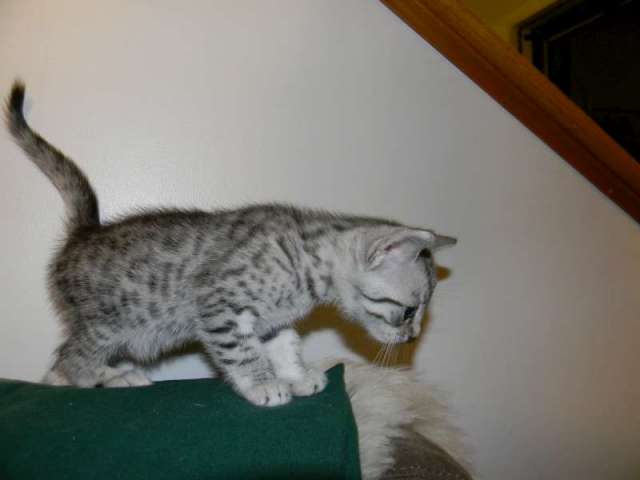 Silver Egyptian Mau Kitten Ready To Jump