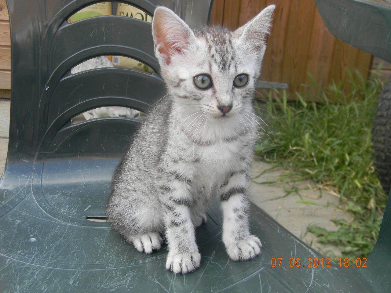 Silver Egyptian Mau Kitten Sitting Picture