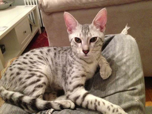 Silver Egyptian Mau Sitting Picture