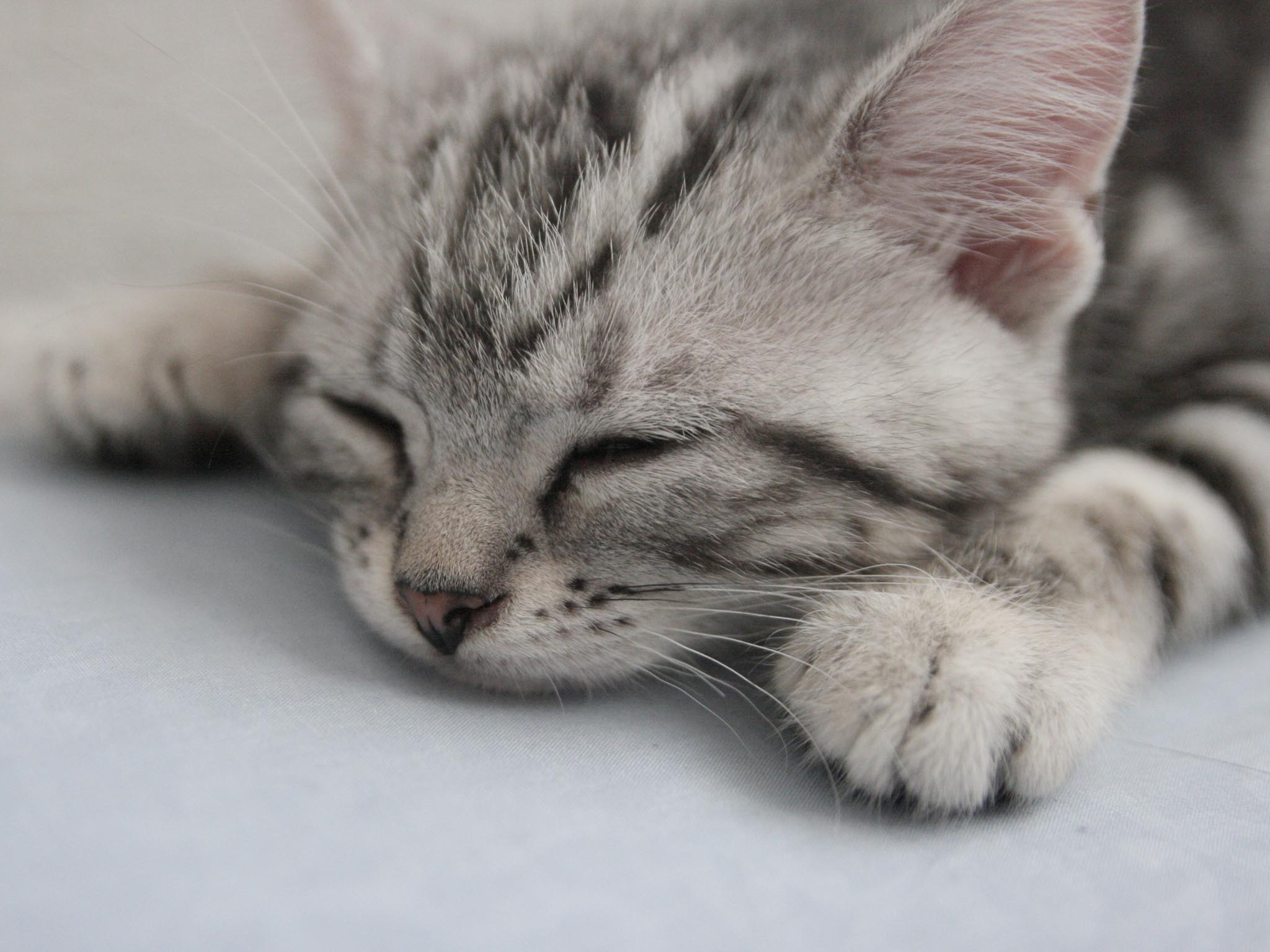 Sleeping American Shorthair Kitten