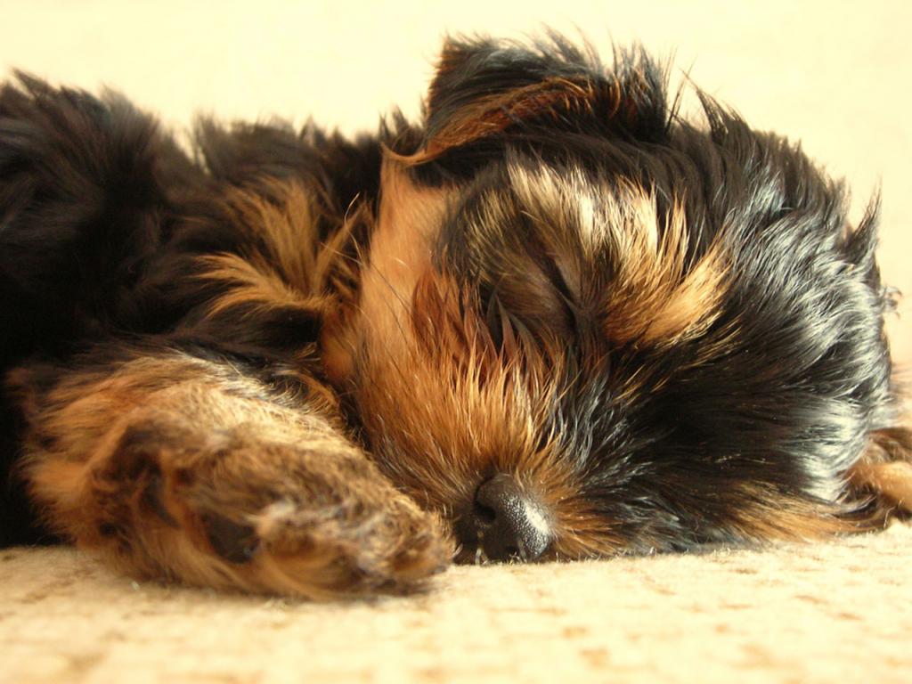 Sleeping Yorkshire Terrier Puppy