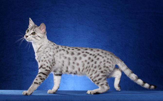 Spotted Egyptian Mau Cat